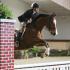 Snowflake II Horse Show